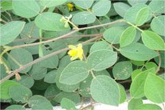 Rhynchosia rufescens